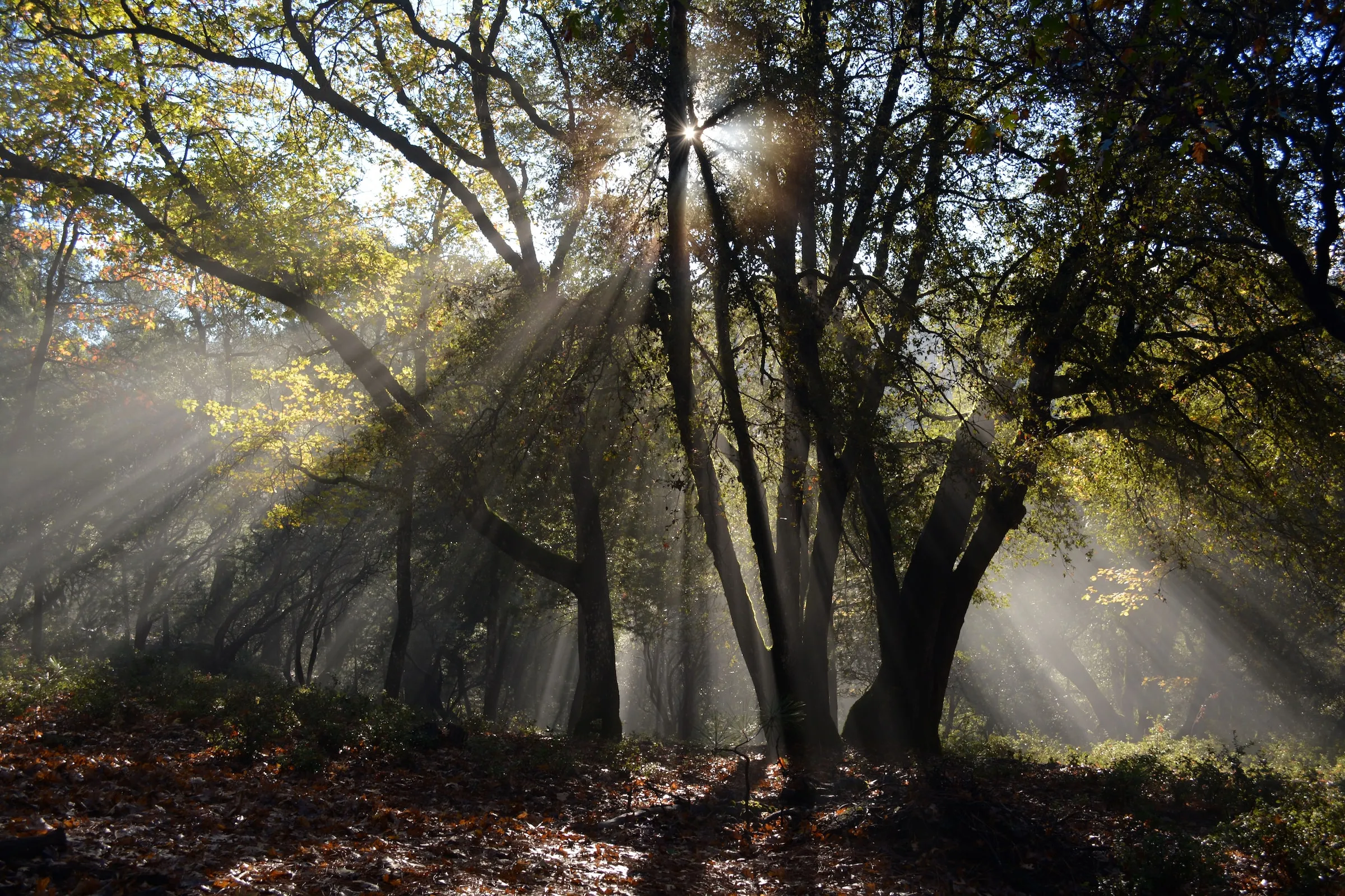 An image of light through a tree. Free Series 65 questions and lessons shed light on what candidates can expect.